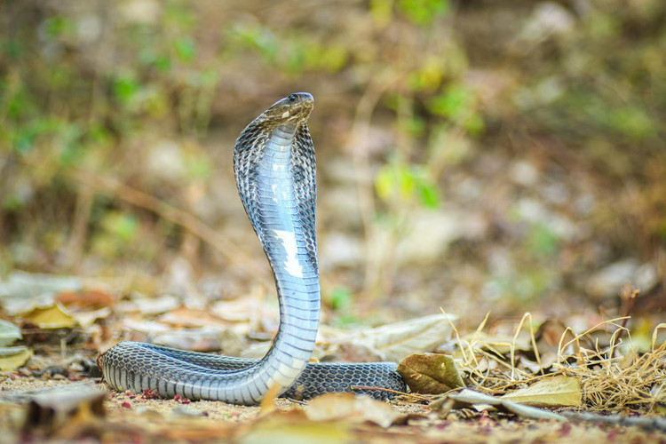 Nhung loai ran ho cuc doc song o Viet Nam, cho lai den gan-Hinh-4