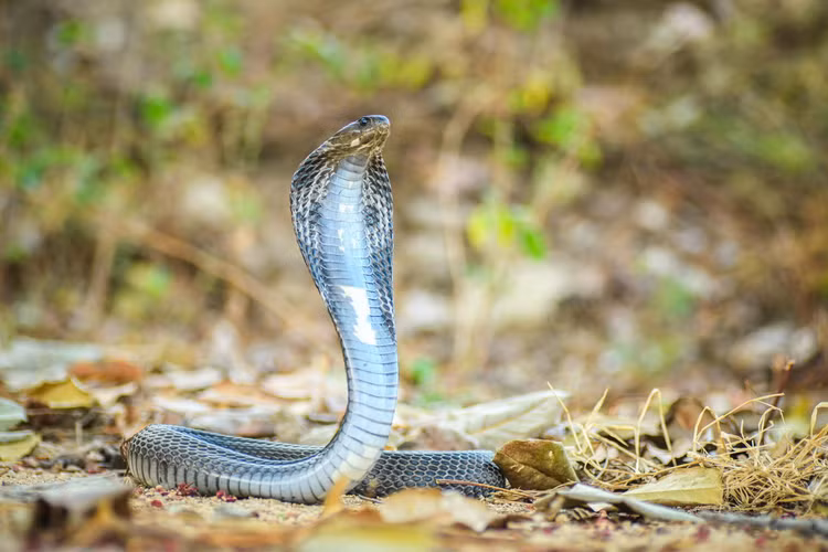 Nhung loai ran ho cuc doc song o Viet Nam, cho lai den gan-Hinh-4