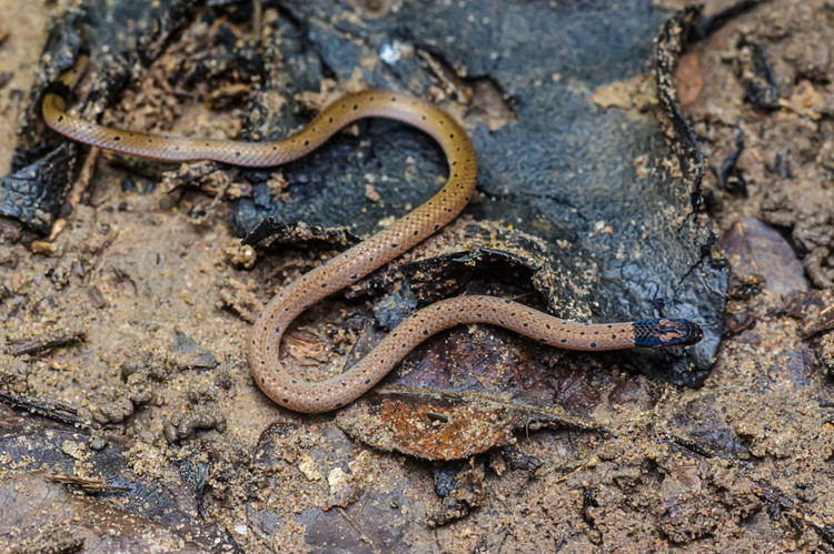 Nhung loai ran ho cuc doc song o Viet Nam, cho lai den gan-Hinh-10