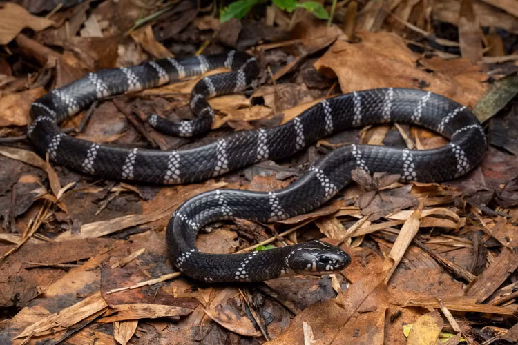 Nhung loai ran ho cuc doc song o Viet Nam, cho lai den gan-Hinh-8