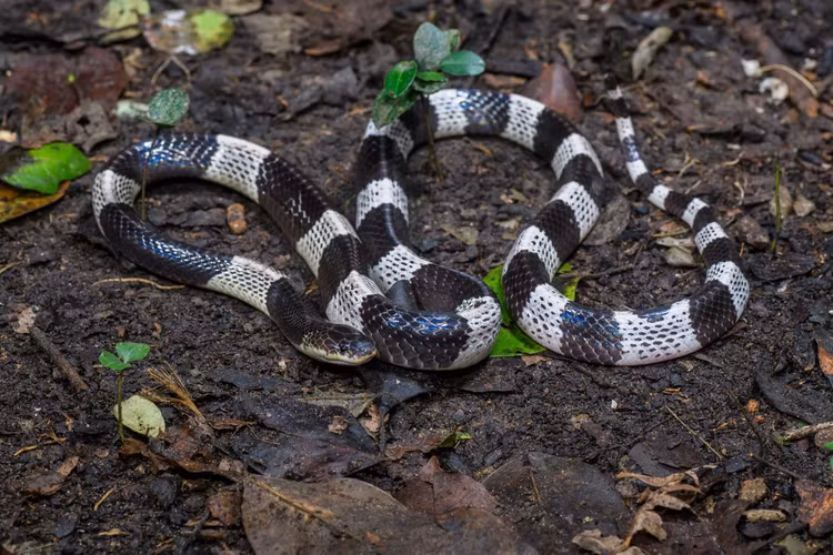 Nhung loai ran ho cuc doc song o Viet Nam, cho lai den gan-Hinh-7