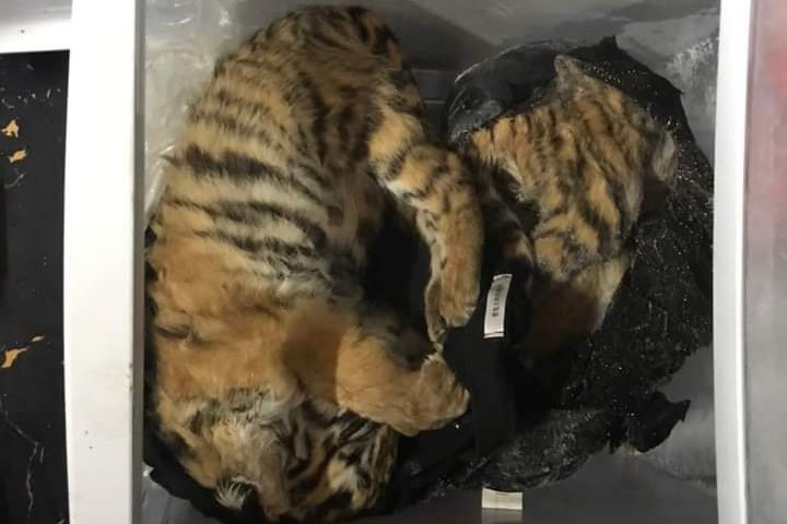 5 cá thể hổ đã chết được Nguyễn Tiến Dũng cấp đông trong tủ lạnh.
