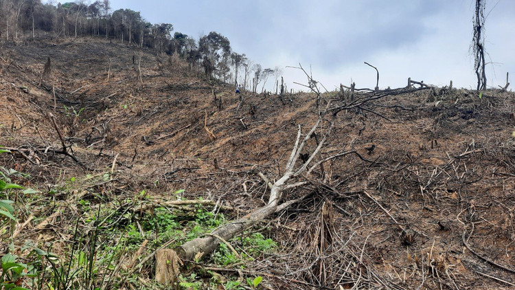 Nhiều diện tích rừng tự nhiên bị đốt phá nghiêm trọng.