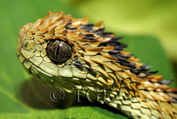 Can canh loai ran duy nhat co gai tua tua day nguoi