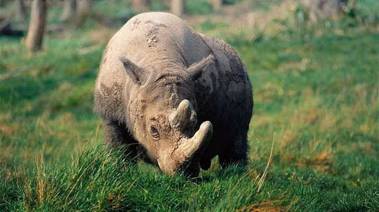 10 loai dong vat quy hiem nhat hanh tinh, Viet Nam cung co-Hinh-10