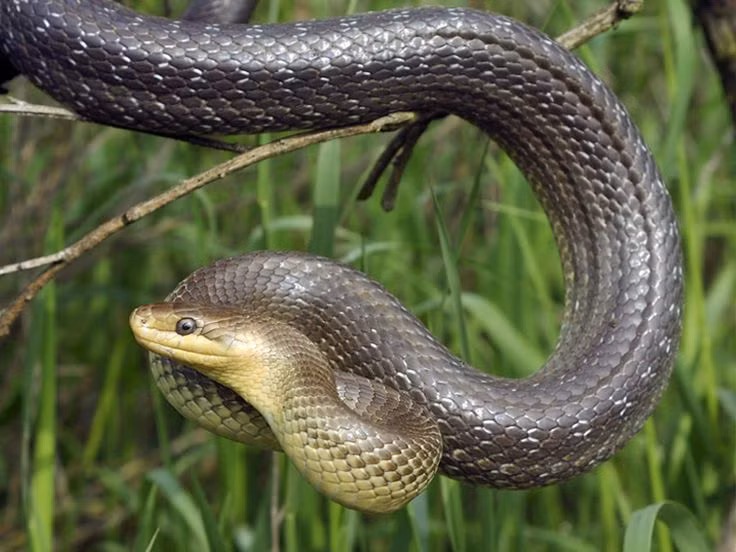 Top 10 cau noi noi tieng, dang suy ngam lien quan den loai ran-Hinh-6
