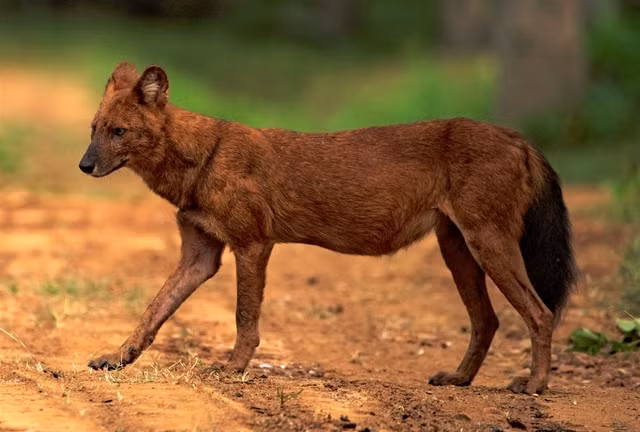 10 loai dong vat quy hiem nhat hanh tinh, Viet Nam cung co-Hinh-3