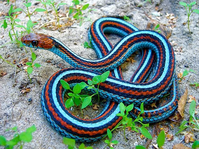 Loai ran thong minh co nao khien con nguoi phai 