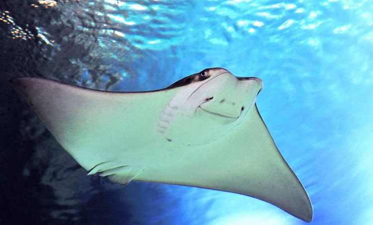 Ngỡ ngàng 15 sự thật khó tin về các loài cá đuối - Hình 3 Ngo ngang 15 su that kho tin ve cac loai ca duoi-Hinh-3