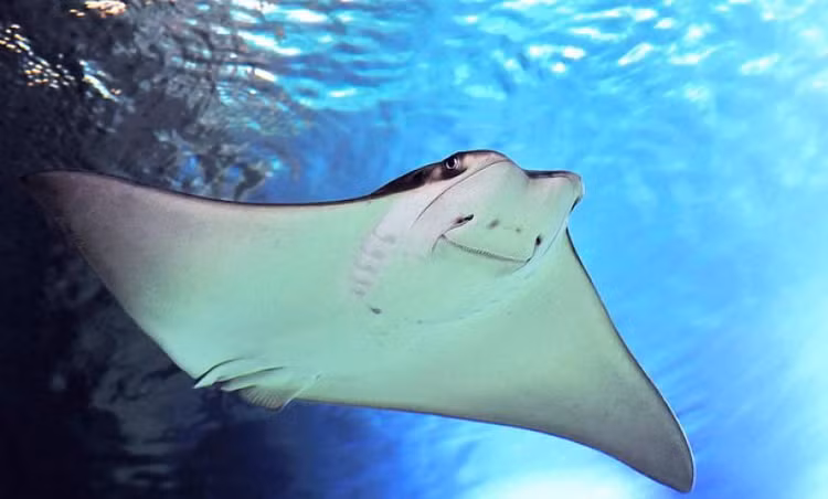 Ngo ngang 15 su that kho tin ve cac loai ca duoi-Hinh-3