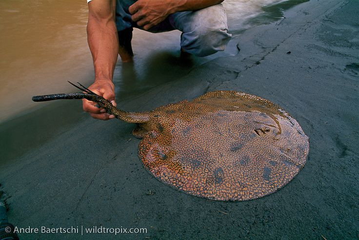 Ngỡ ngàng 15 sự thật khó tin về các loài cá đuối - Hình 11 Ngo ngang 15 su that kho tin ve cac loai ca duoi-Hinh-11