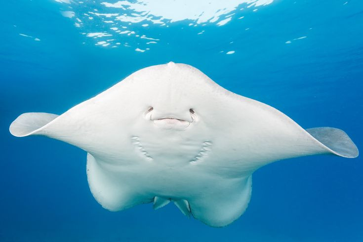 Ngỡ ngàng 15 sự thật khó tin về các loài cá đuối - Hình 6 Ngo ngang 15 su that kho tin ve cac loai ca duoi-Hinh-6