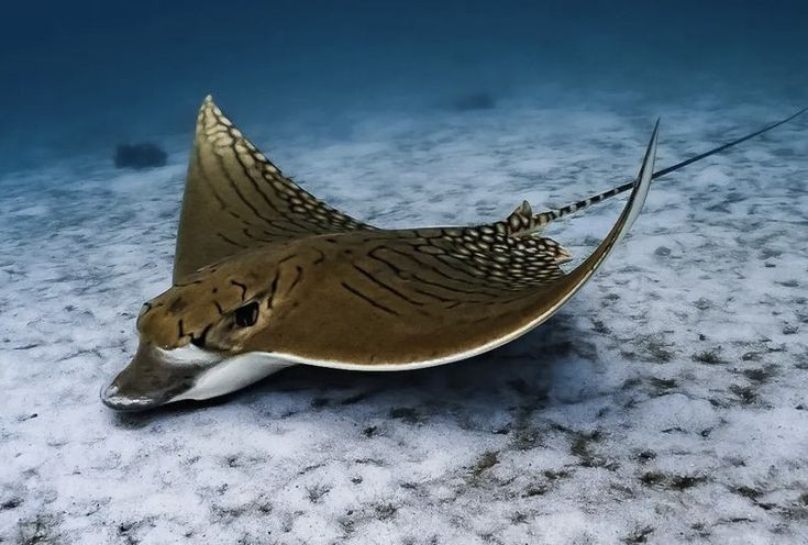 Ngỡ ngàng 15 sự thật khó tin về các loài cá đuối - Hình 5 Ngo ngang 15 su that kho tin ve cac loai ca duoi-Hinh-5