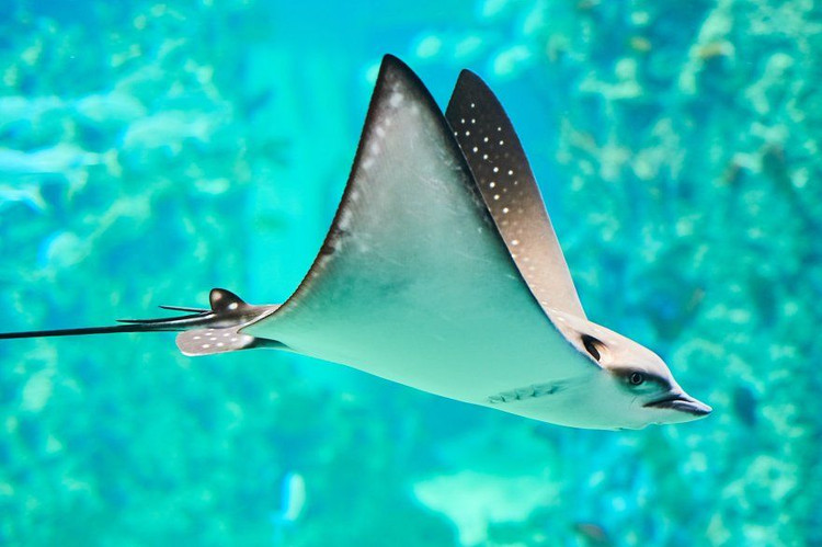 Ngỡ ngàng 15 sự thật khó tin về các loài cá đuối - Hình 4 Ngo ngang 15 su that kho tin ve cac loai ca duoi-Hinh-4