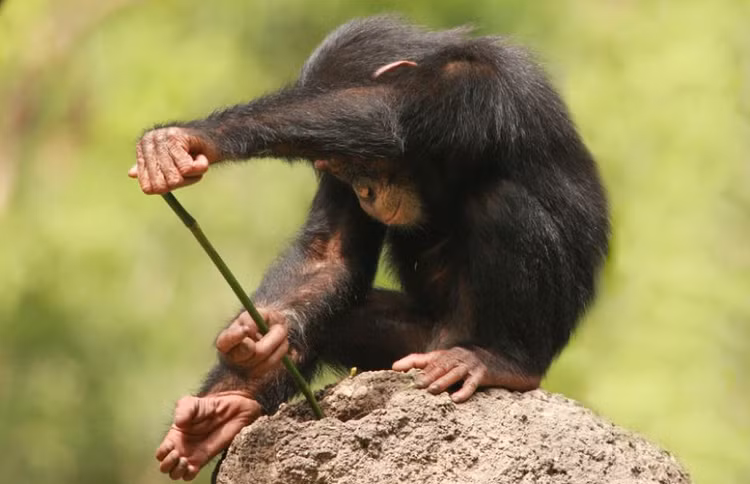 Soc nang ve loai dong vat giong con nguoi den 99%-Hinh-2