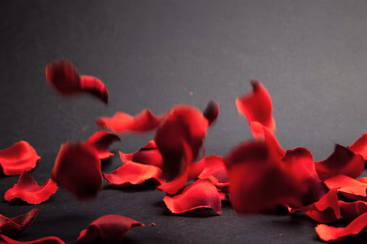 15 su that ngo ngang ve loai hoa duoc yeu thich nhat-Hinh-10