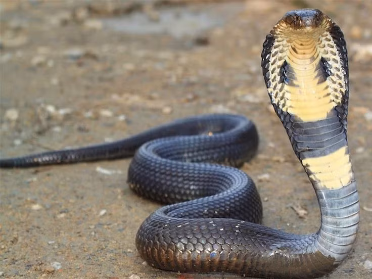 Dieu bat ngo it nguoi biet ve noc doc cua cac loai ran-Hinh-3