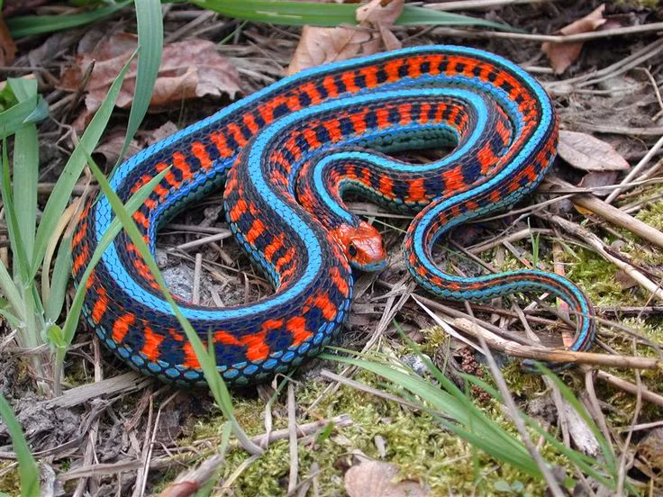 Cam hung tu loai ran trong cac thiet ke cong nghe hien dai-Hinh-7