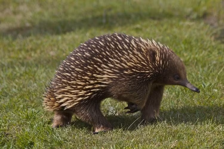 Choang voi loai thu de trung, 'cua quy' ky la nhat hanh tinh-Hinh-10
