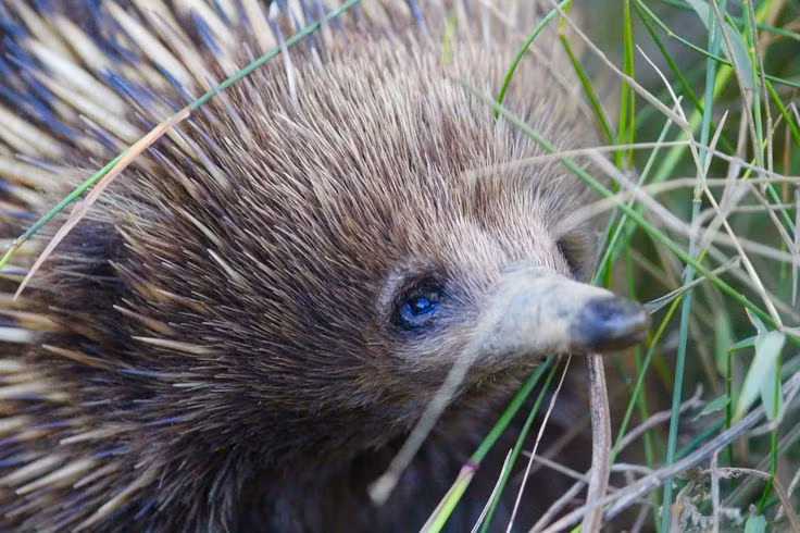 Choang voi loai thu de trung, 'cua quy' ky la nhat hanh tinh-Hinh-12