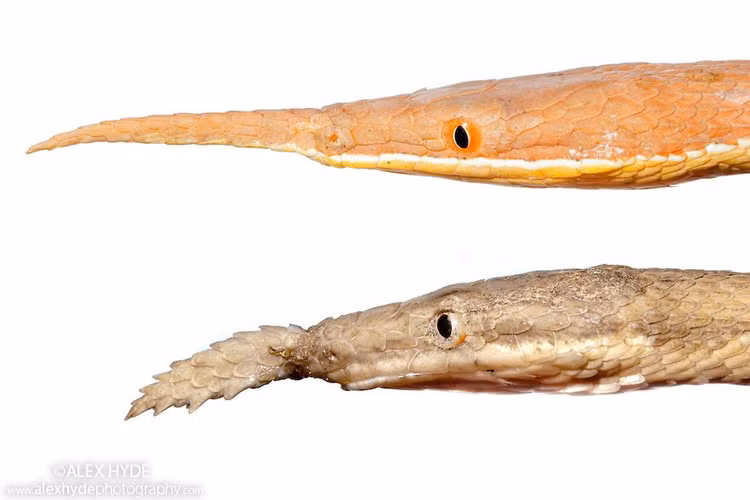 Can canh loai ran co cai mui ky di nhat the gioi-Hinh-3