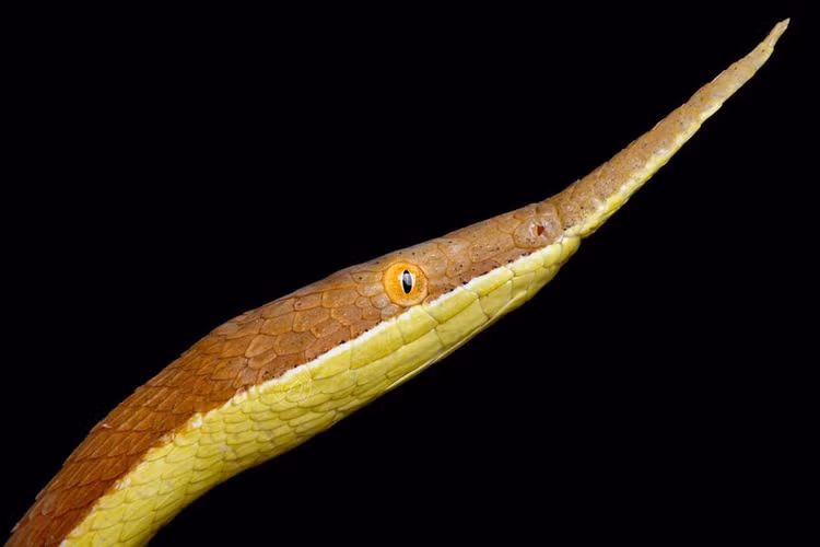 Can canh loai ran co cai mui ky di nhat the gioi-Hinh-10