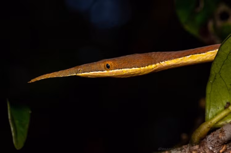 Can canh loai ran co cai mui ky di nhat the gioi-Hinh-13