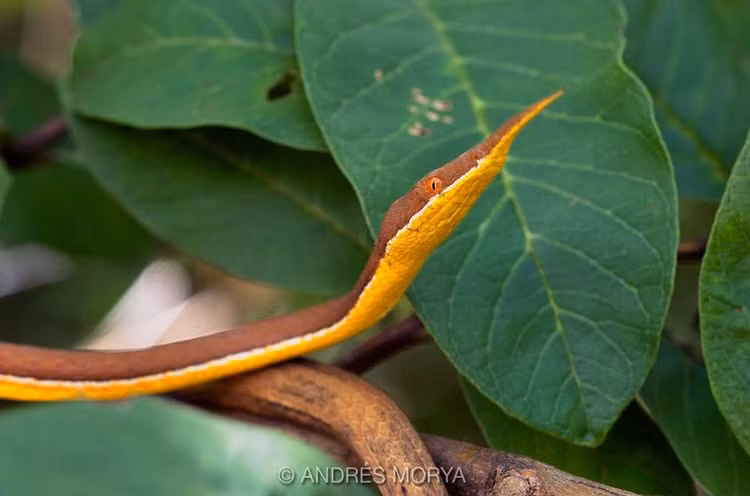 Can canh loai ran co cai mui ky di nhat the gioi-Hinh-11