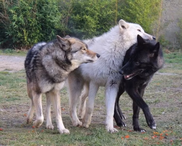 15 su that dang so, kho tin ve loai cho soi-Hinh-14