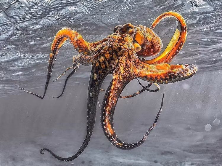 Kinh ngac loai dong vat co ba trai tim, mau mau xanh