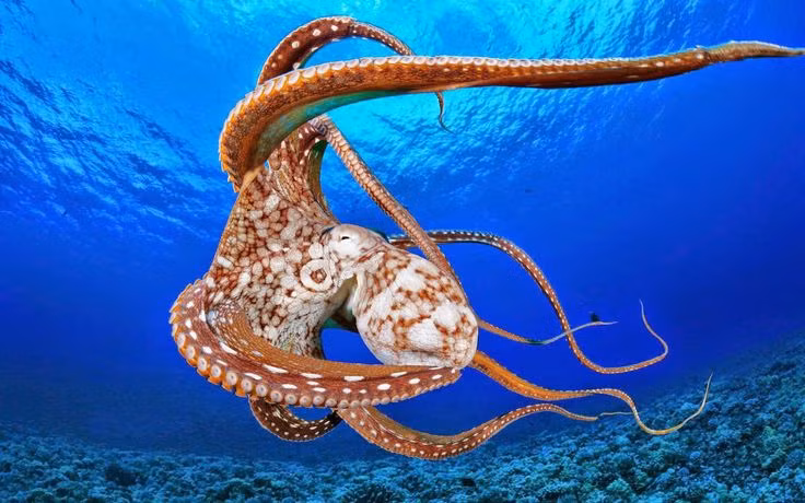 Kinh ngac loai dong vat co ba trai tim, mau mau xanh-Hinh-9