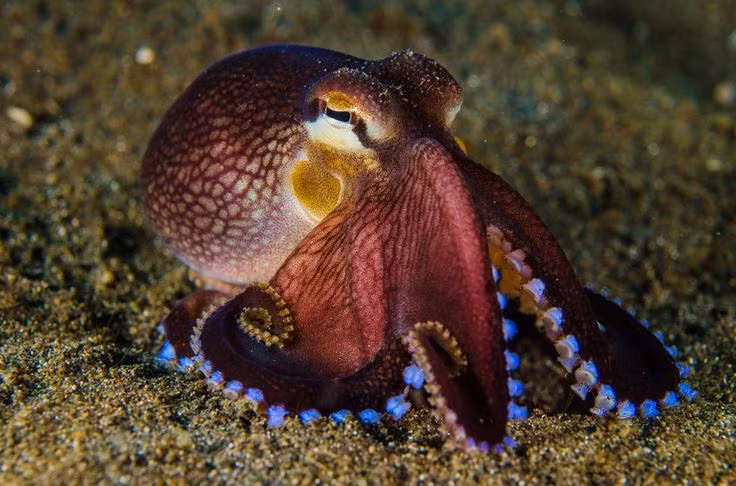 Kinh ngac loai dong vat co ba trai tim, mau mau xanh-Hinh-5