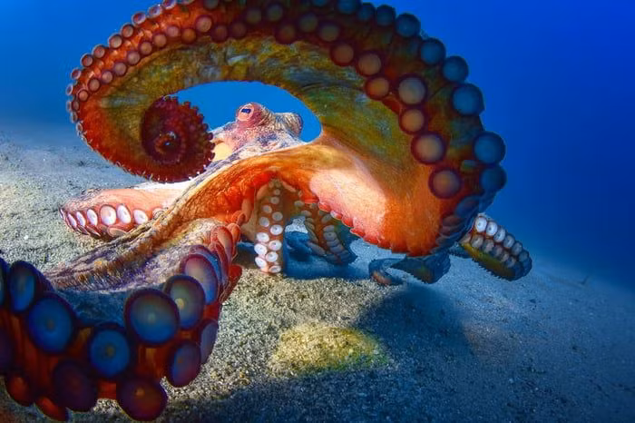 Kinh ngac loai dong vat co ba trai tim, mau mau xanh-Hinh-2