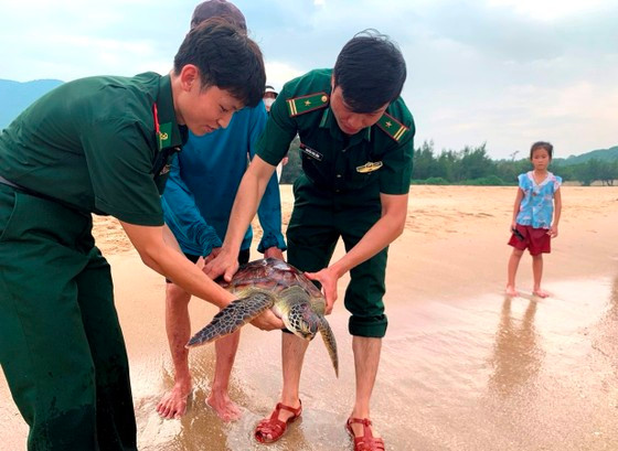 Lực lượng chức năng thả cá thể rùa biển quý hiếm về môi trường tự nhiên.