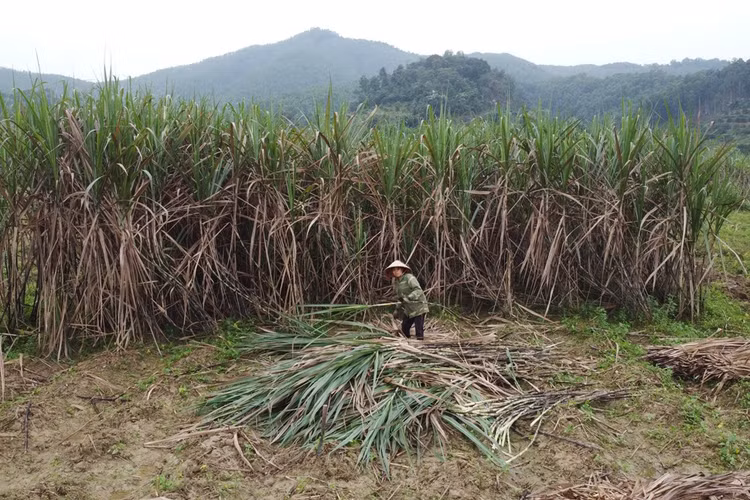 Người dân đang thu hoạch mía... Người dân đang thu hoạch mía...