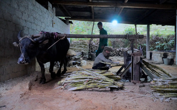 Để giữ hương vị cổ truyền, nhiều gia đình dùng sức trâu để ép nước mía. Để giữ hương vị cổ truyền, nhiều gia đình dùng sức trâu để ép nước mía.
