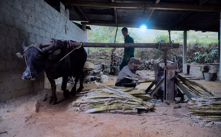 Để giữ hương vị cổ truyền, nhiều gia đình dùng sức trâu để ép nước mía. Để giữ hương vị cổ truyền, nhiều gia đình dùng sức trâu để ép nước mía.