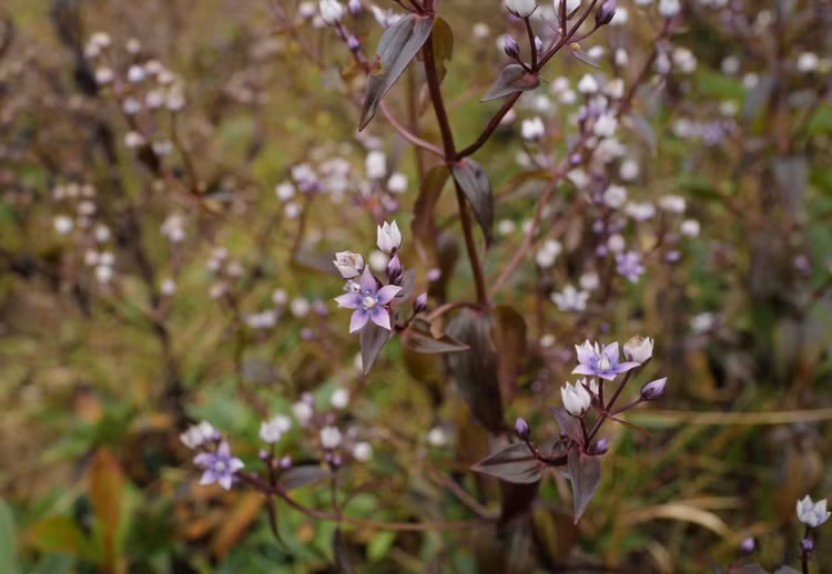 Hoa chi pâu nở rộn vào cuối thu và đầu đông.