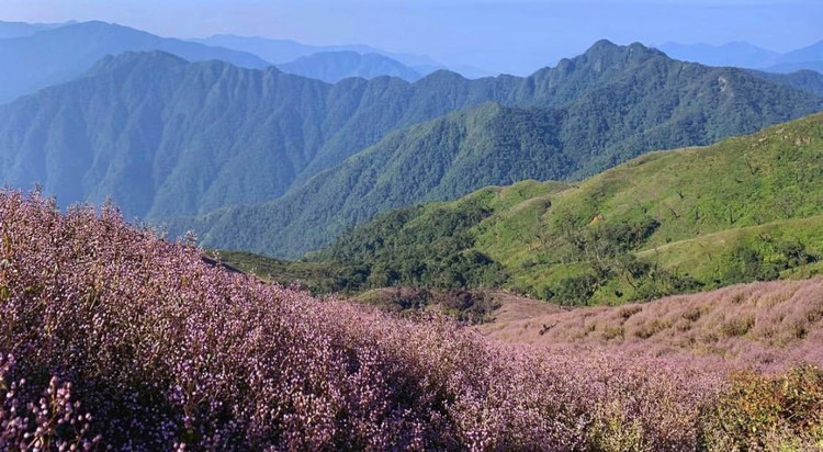 Sắc tím trên đỉnh Tà Chì Nhù.