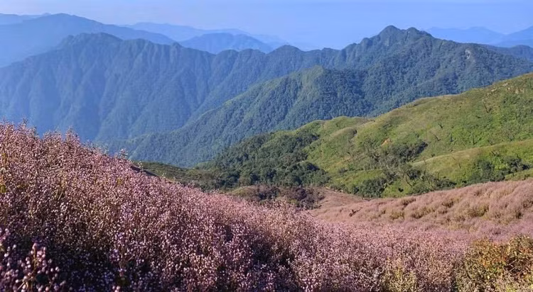 Sắc tím trên đỉnh Tà Chì Nhù.