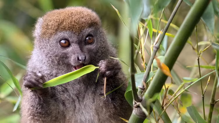 15 dieu cuc thu vi it nguoi biet ve cac loai vuon cao Madagascar-Hinh-10