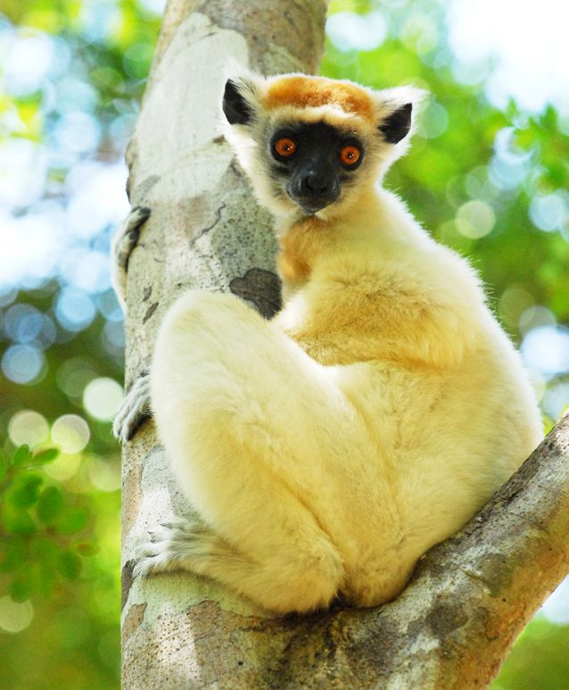 15 dieu cuc thu vi it nguoi biet ve cac loai vuon cao Madagascar-Hinh-9