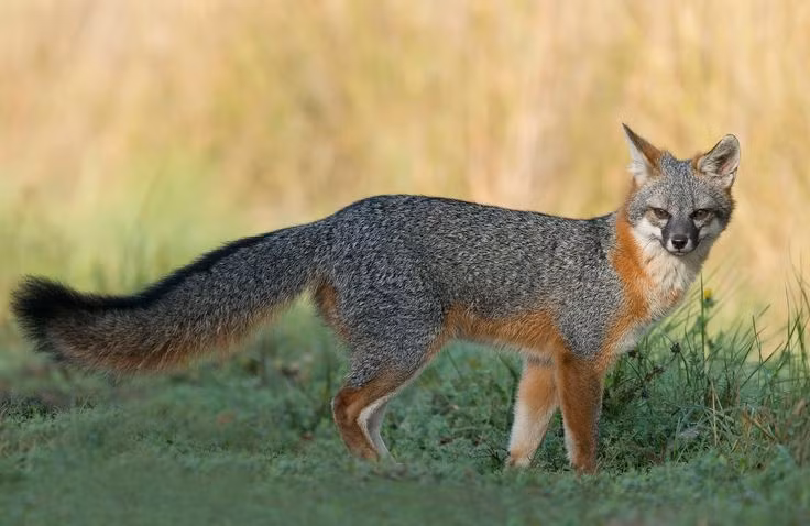 Can canh loai cho duy nhat tren the gioi biet treo cay nhu meo-Hinh-10