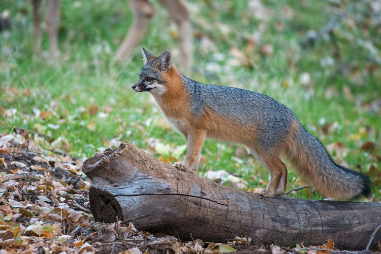 Can canh loai cho duy nhat tren the gioi biet treo cay nhu meo-Hinh-4
