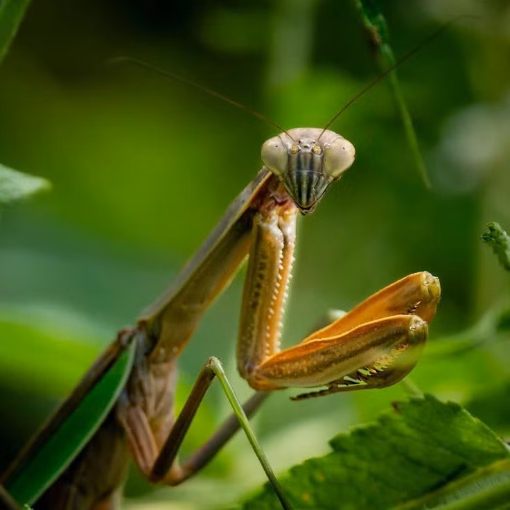Nhung dieu kho tin ve loai con trung san moi khet tieng nhat-Hinh-6
