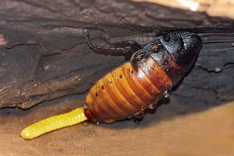 Loai con trung bi cam ghet nhat qua dat so huu thu kho tin-Hinh-7