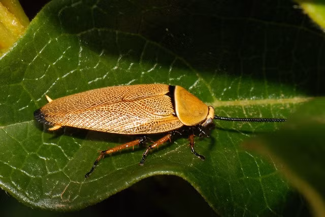 Loai con trung bi cam ghet nhat qua dat so huu thu kho tin-Hinh-12