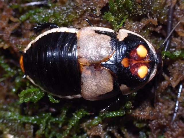 Loai con trung bi cam ghet nhat qua dat so huu thu kho tin-Hinh-11