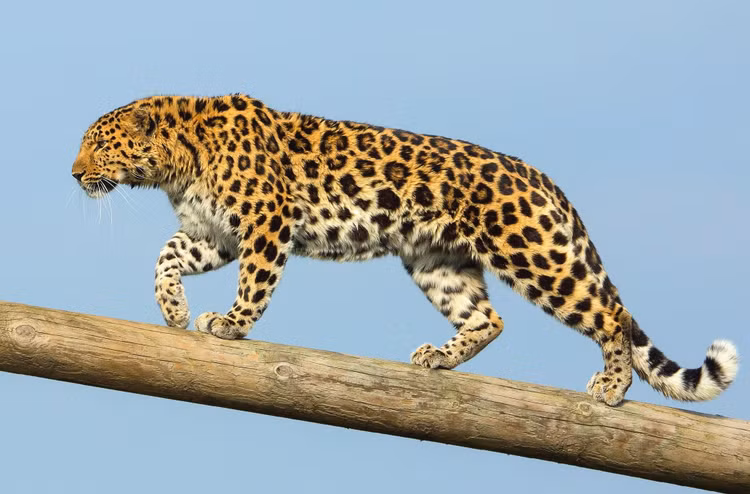 Nhung su that gay choang ve loai meo khong phai ai cung biet-Hinh-4