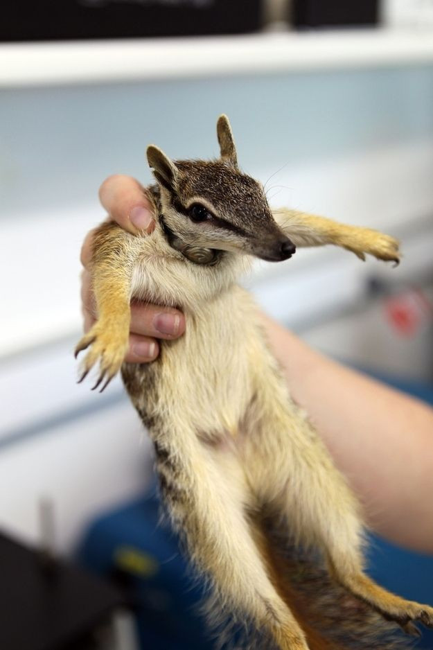 Top 15 điều kỳ lạ khó tin về các loài thú có túi - Hình 6 Top 15 dieu ky la kho tin ve cac loai thu co tui-Hinh-6